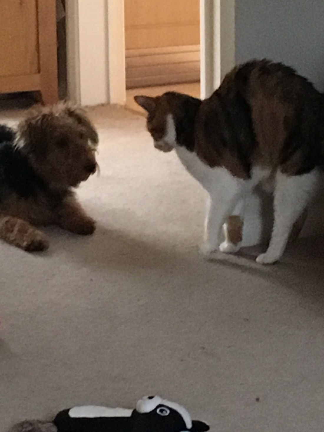 DE70A0D8-C05C-40D3-A4E2-6BA34F420006